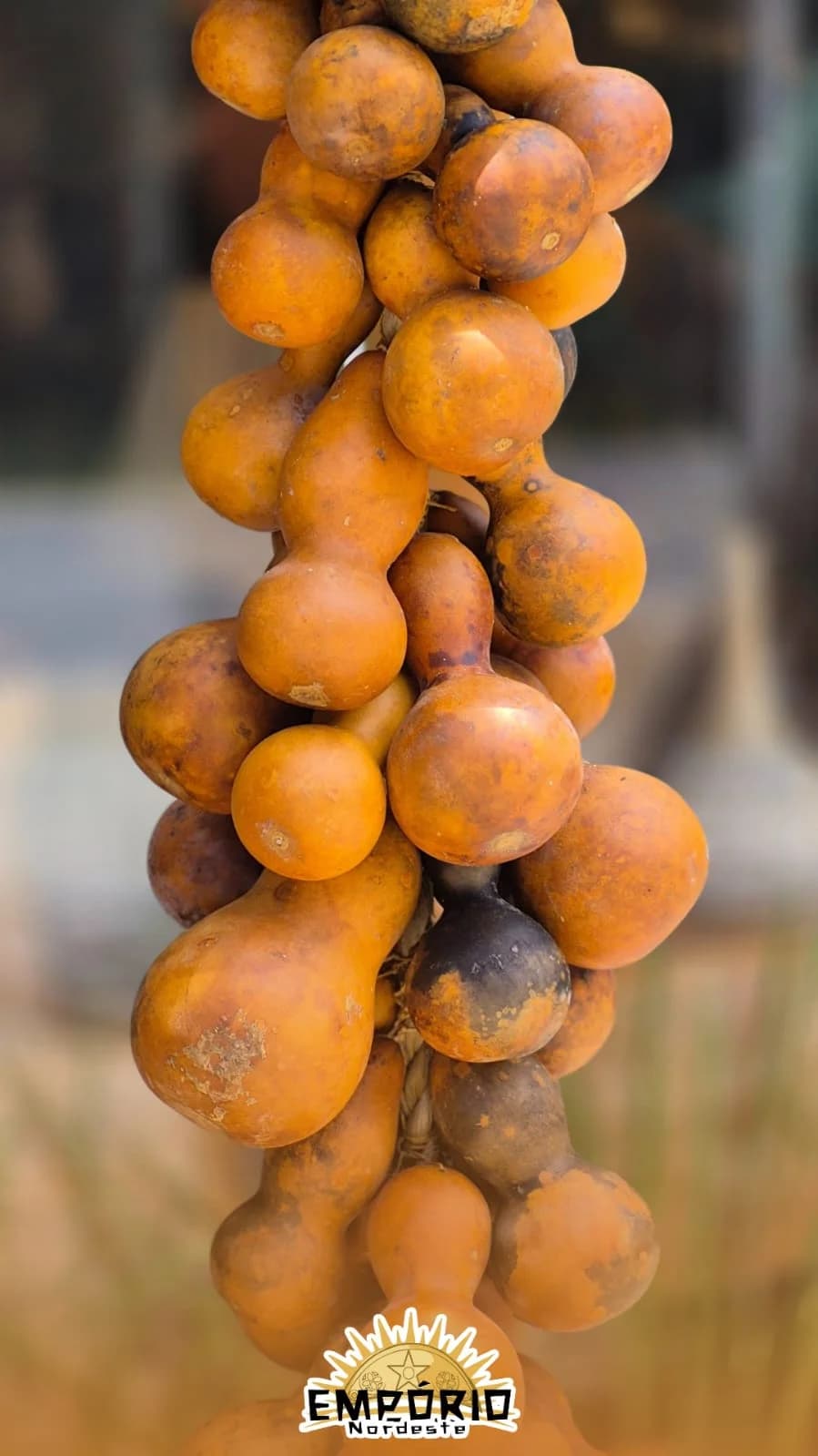 PENCA/COLAR DE CABACINHAS