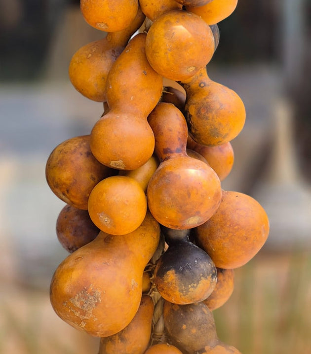 PENCA/COLAR DE CABACINHAS